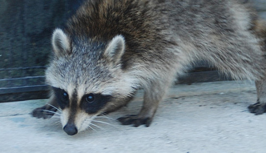 Raccoon Removal in Muncie