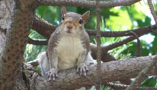 Squirrel Removal in Muncie